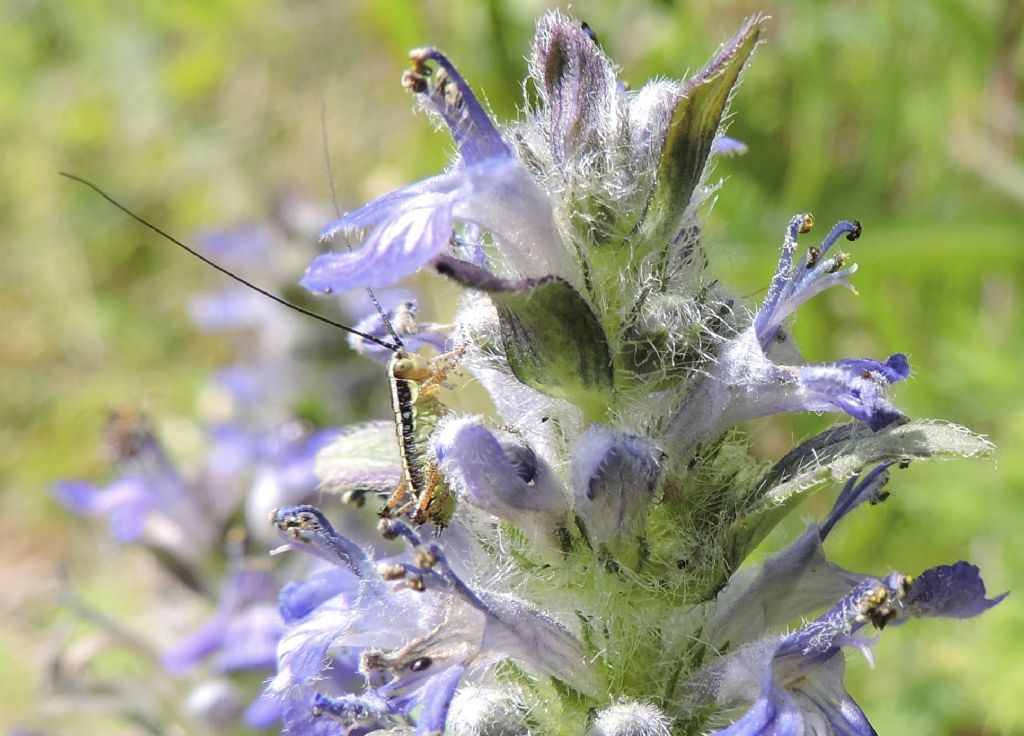 Tettigoniidae: cfr. neanide di Pholidoptera